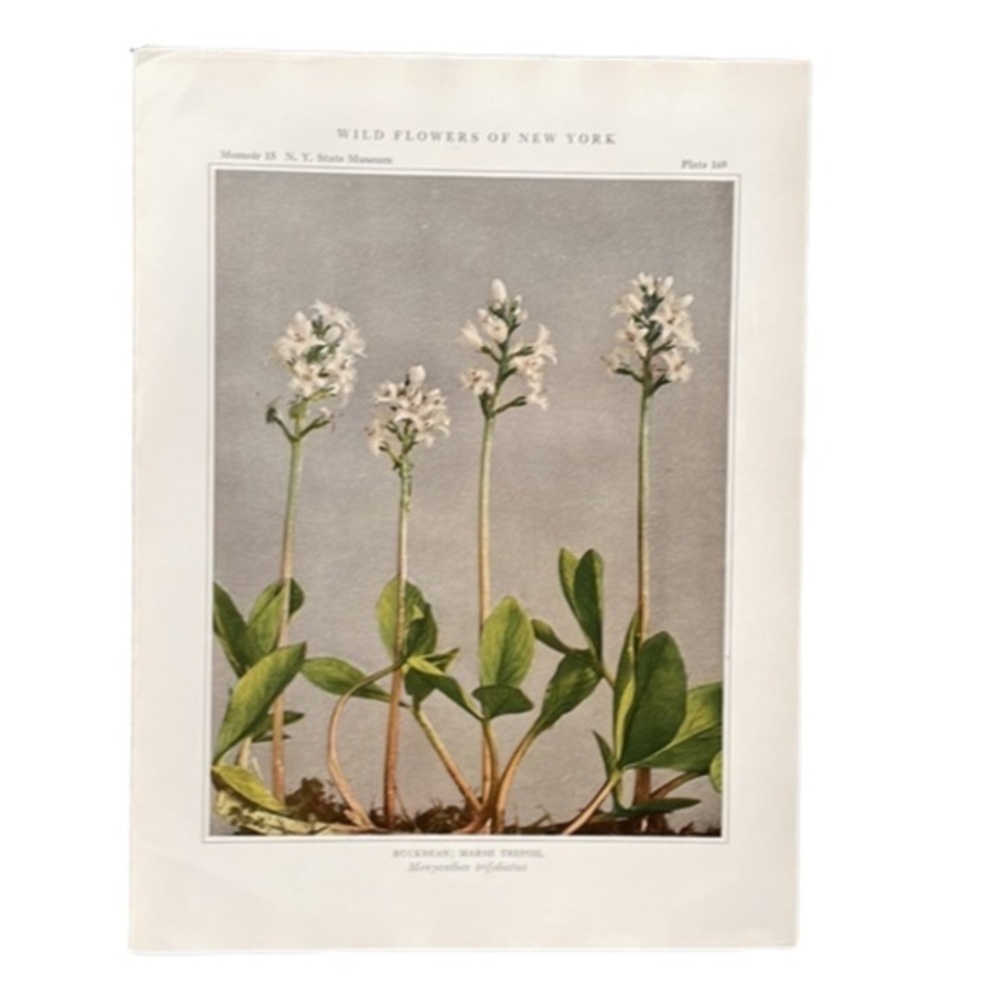 🖤5/$25  Antique Botanical Print Original 100 year old Art